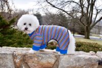 Sassy Dog Sleeper Dog Pajamas Jumper in Multi Color Stripes