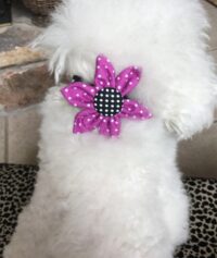 Magenta Dot Pet Dog Collar Flower