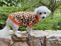 Warm and Soft CHEETAH ANIMAL PRINT FLEECE Dog and Puppy Sweater Pullover