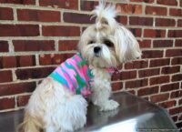 SASSY PAW Handmade Pink Camouflage Dog Shirt, Girl Dog Shirt, Handmade Dog Clothes