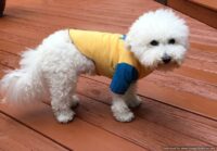 Dog Bone Ball Jersey T-shirt Dog Pullover Shirt, Dog Shirt for Small Dogs