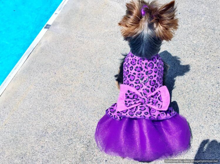 Buy Purple Diva Tutu Dress from our Dog Couture Collection | Sassy Dog  Fashions