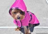 NATURE DOG Pink Dot and Floral Raincoat for Dogs
