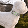 Crystal Bling Rhinestone Dog Collar – 12 Crystal Colors, 20 Strap Options, Matching Leash Options Available