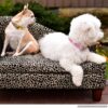 Crystal Bling Rhinestone Dog Collar