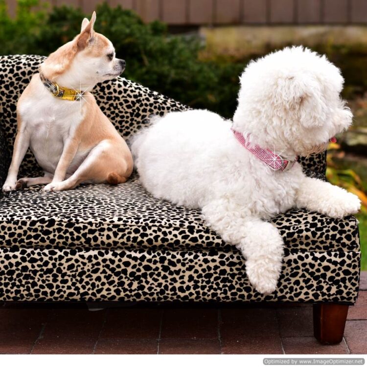 Crystal Bling Rhinestone Dog Collar