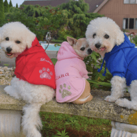 Custom Embroidered Dog Hoodie with Bling Rhinestone Paw Print