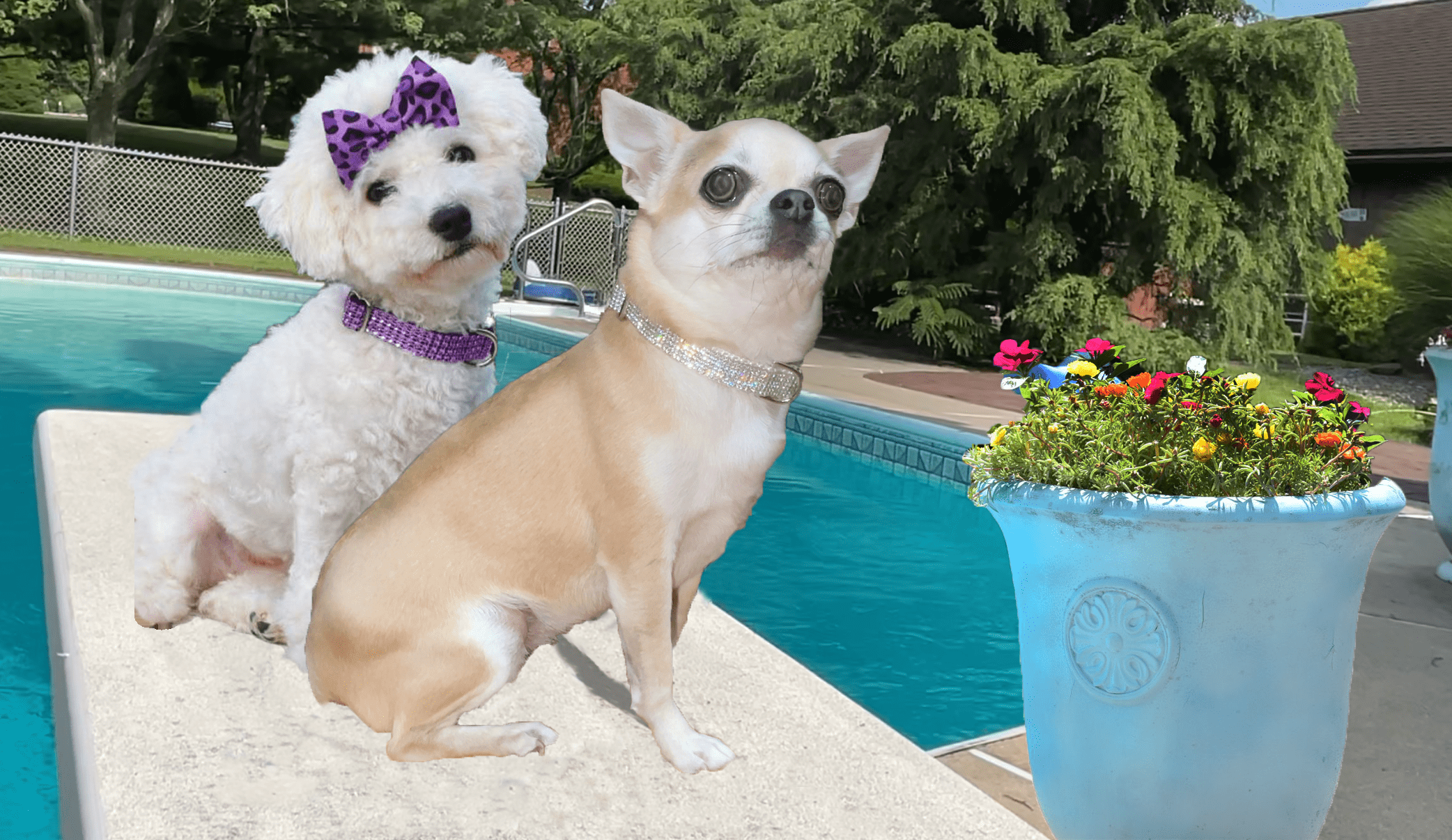 custom dog collars photoshopped scene at pool with flowers-min