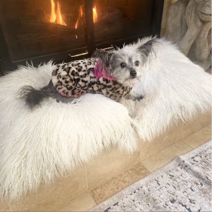 customer dog in fur coat by fireplace-min