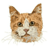 Maine Coon 2