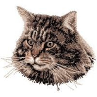 Maine Coon