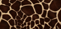 Velboa