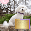 SparklePup Sparkling Glitter Dog Collar