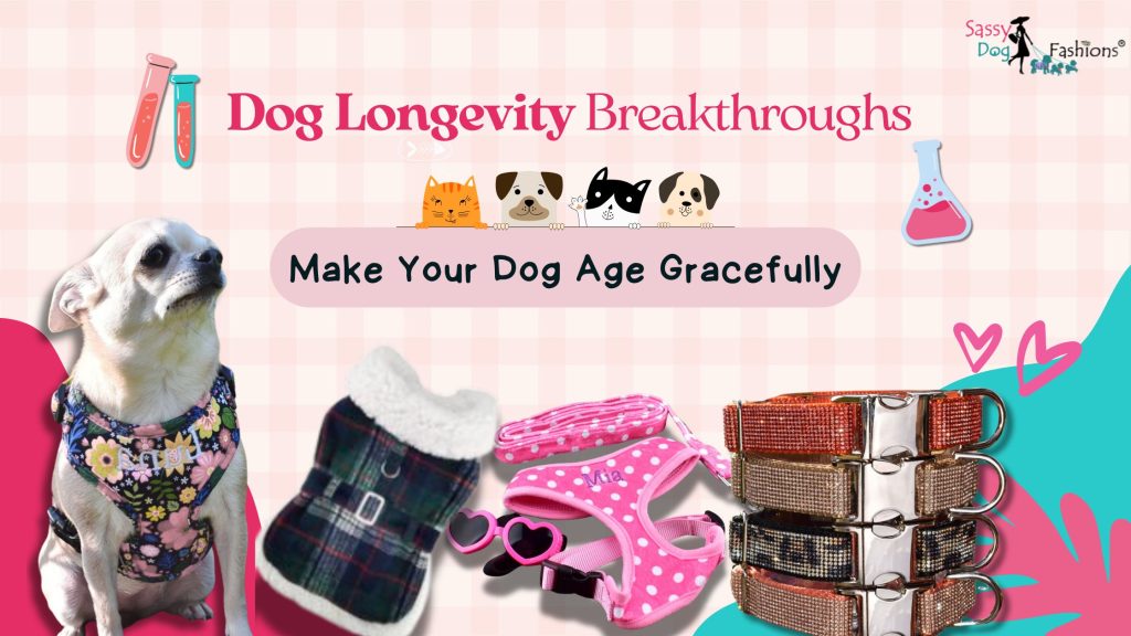 Best Pet Accessories for Youar Dog for Small Business Saturday